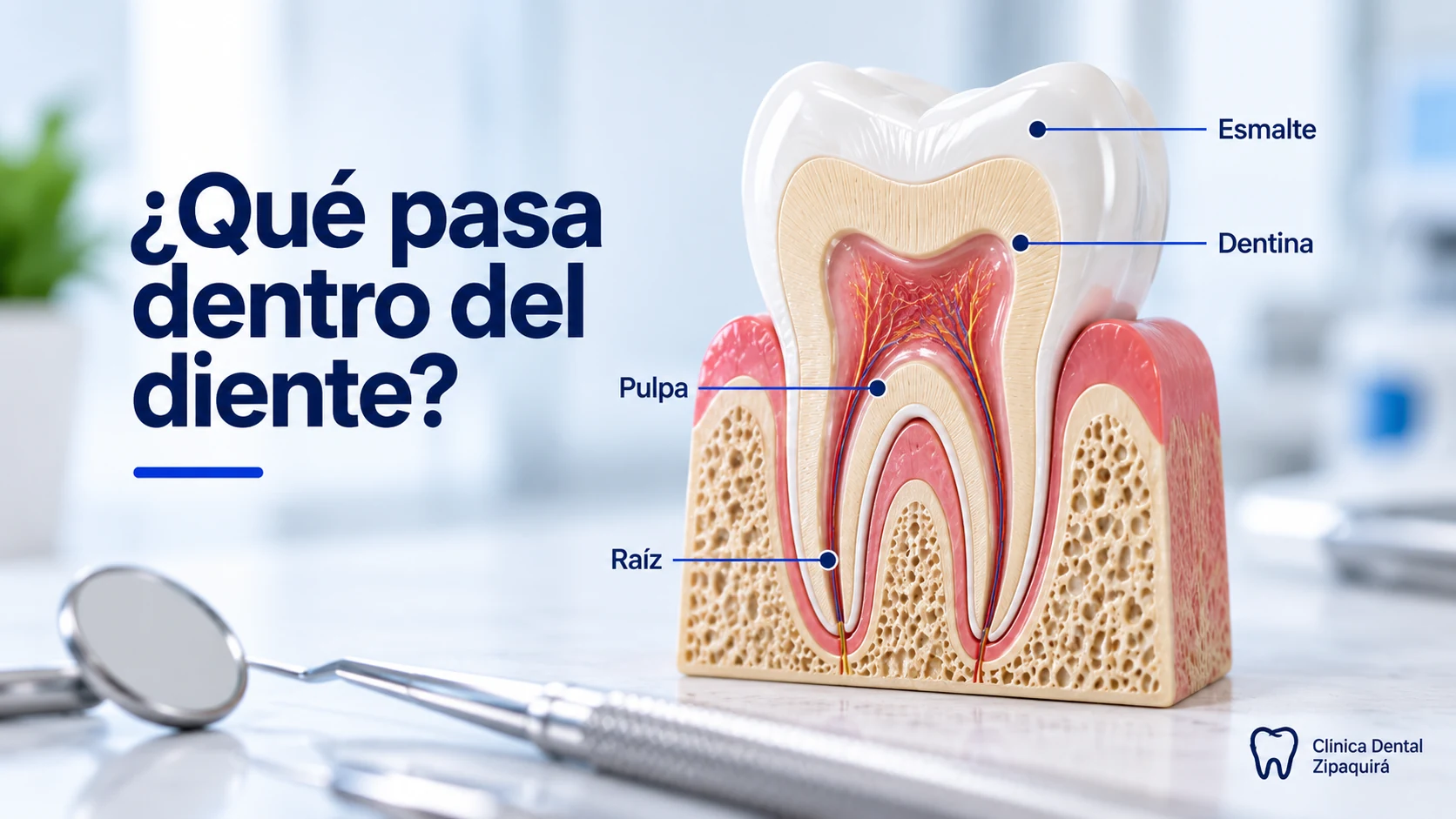 Ilustración educativa de un diente en corte con esmalte, dentina, pulpa y raíz señalados.